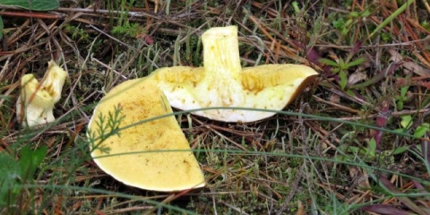 Leptiri crvi: šta raditi s gljivama